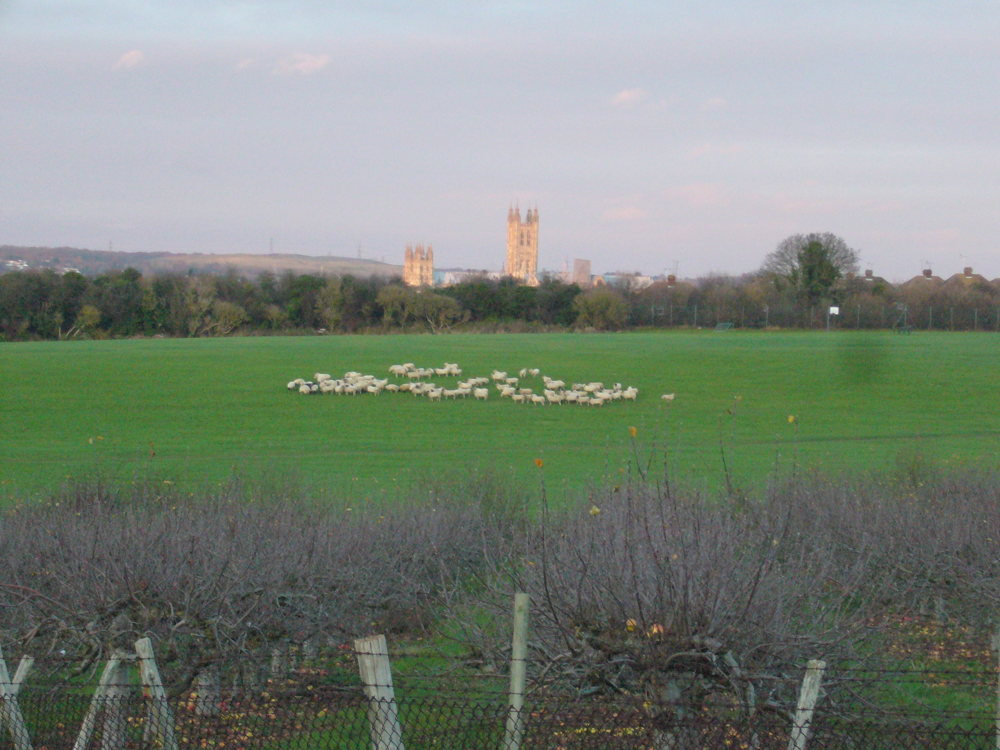 Ancient hedgerow habitat